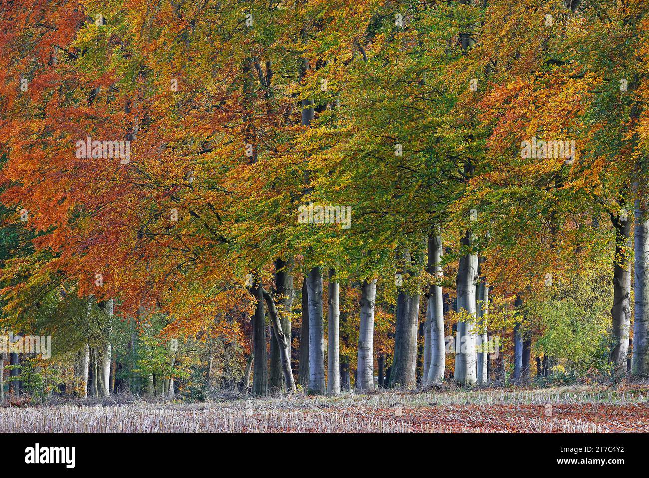 Hêtres communs (Fagus sylvatica) en automne, lisière de forêt aux couleurs automnales colorées, Lande de Lueneburg, Basse-Saxe, Allemagne Banque D'Images