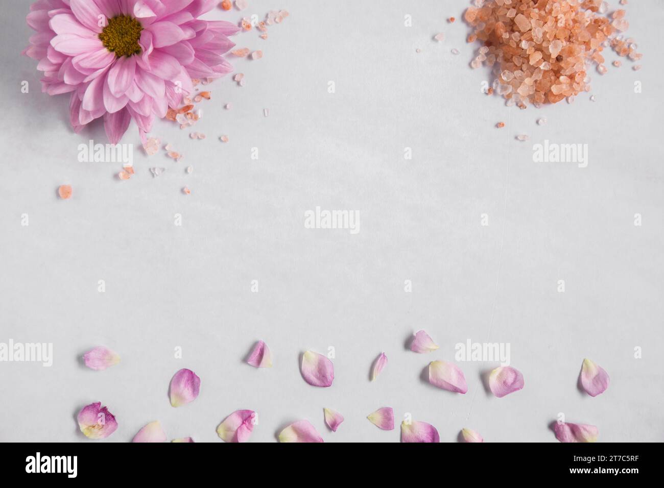 Fleur rose Aster sel de l'himalaya avec pétales fond blanc Banque D'Images
