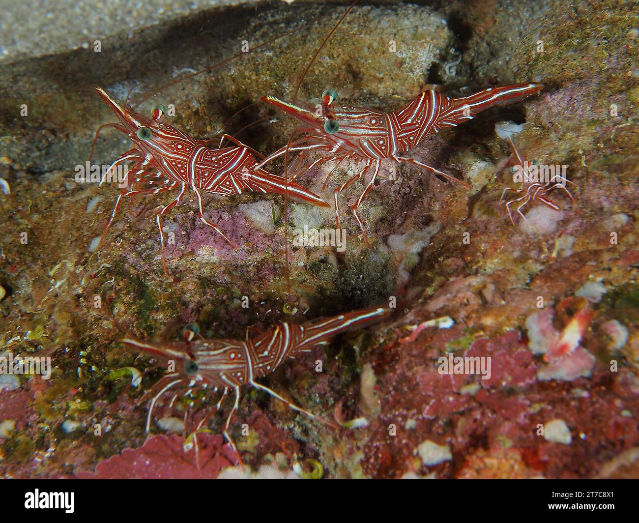 Groupe de crevettes chameaux (Rhynchocinetes durbanensis), site de plongée Sodwana Bay National Park, réserve marine Maputaland, KwaZulu Natal, Afrique du Sud Banque D'Images