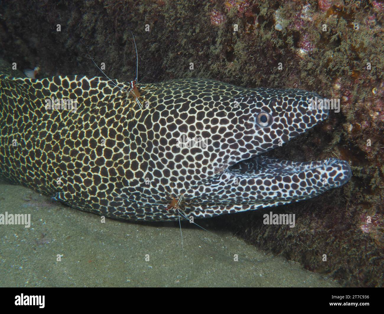 Un moray net (Gymnothorax permistus) à bouche ouverte est nettoyé à un poste de nettoyage par des crevettes plus propres du pacifique (Lysmata amboinensis). Site de plongée Banque D'Images