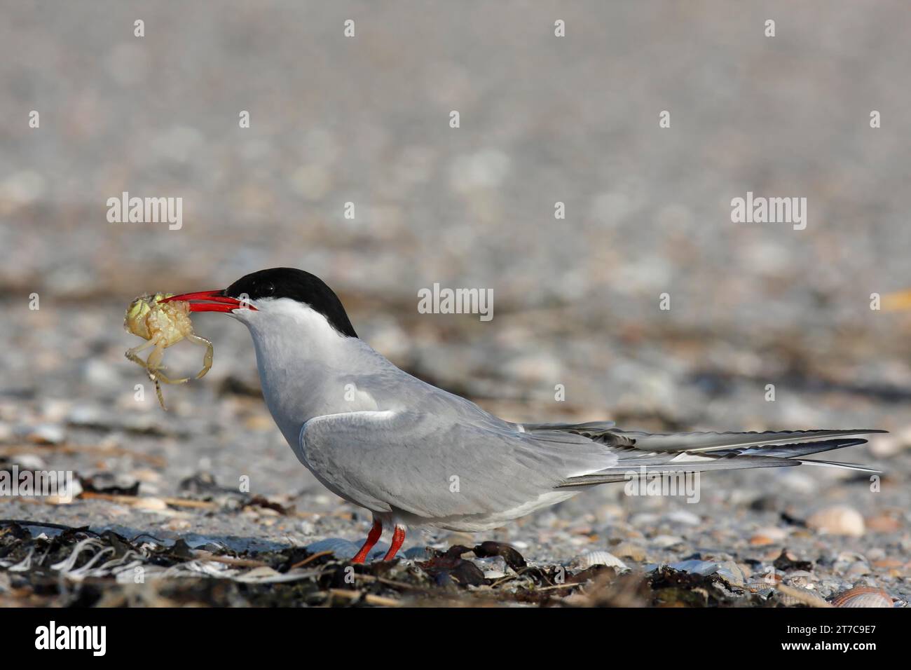Sterne arctique arctique (Sterna paradisaea), animal avec proies, aliment de substitution, aliment secondaire, animal avec crabe, parc national de la mer des Wadden de Basse-Saxe Banque D'Images