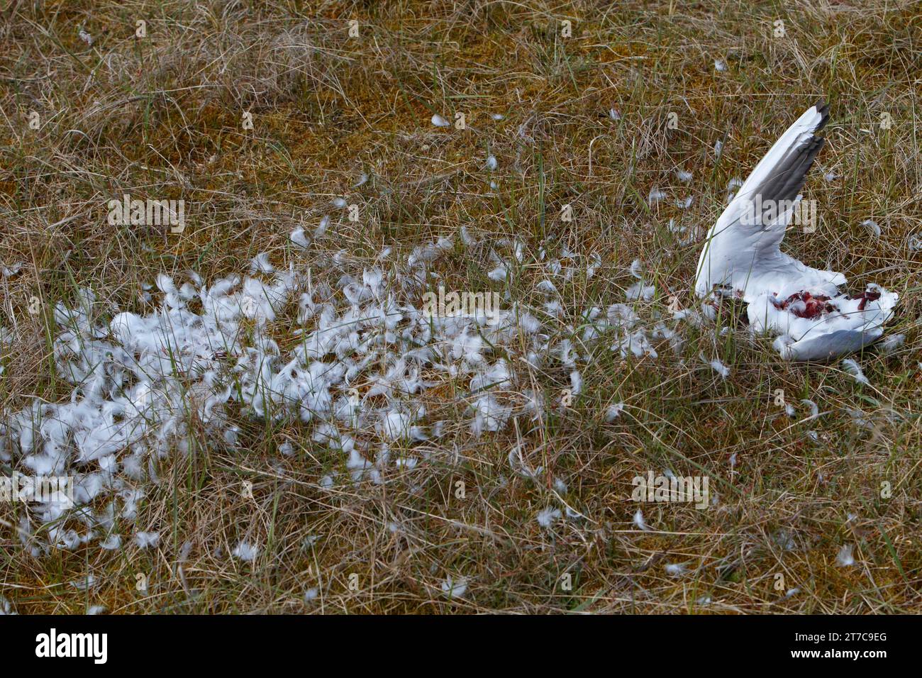 Découverte d'un goéland mort à tête noire (Chroicocephalus ridibundus) (syn. : Larus ridibundus), animal mort, arraché par un oiseau de proie, prédation, Lower Banque D'Images