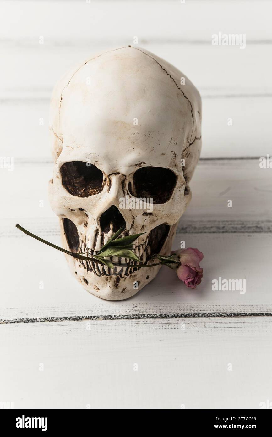 Crâne avec fleur rose Banque D'Images