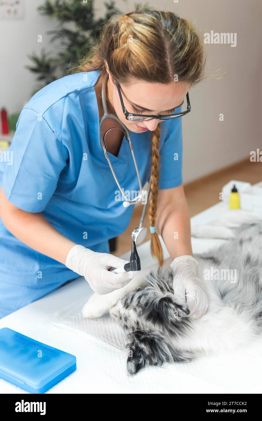 Vétérinaire tenant l'otoscope examinant l'oreille du chien avec la clinique d'otoscope Banque D'Images