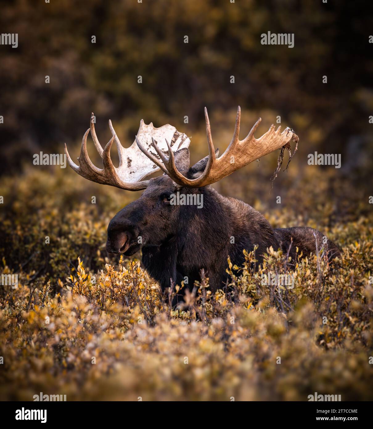 Bull Shiras Moose - alces alces - debout dans Willows Colorado, USA Banque D'Images