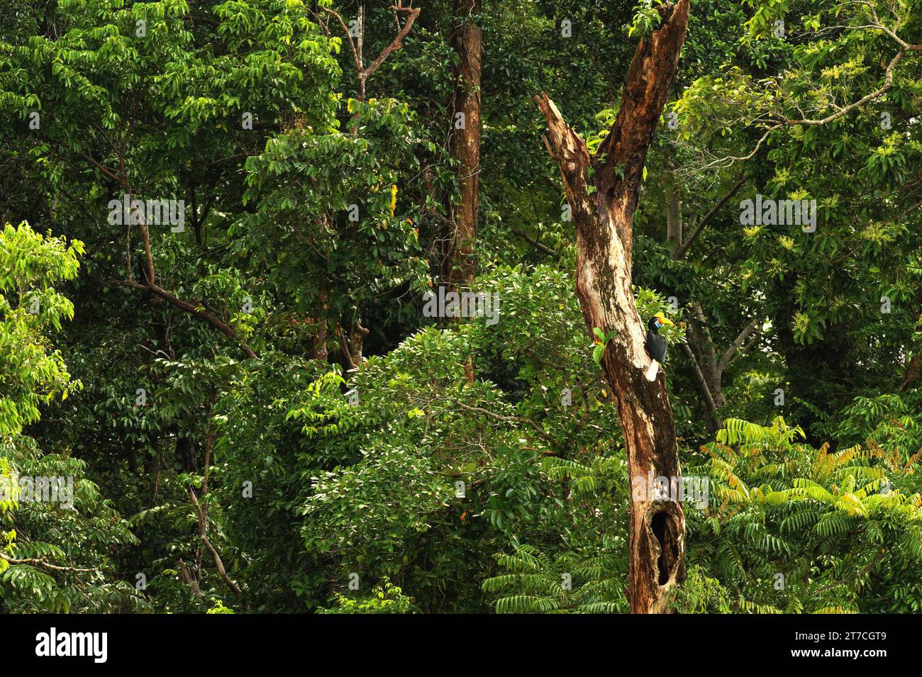 Un bec à bec noué (Rhyticeros cassidix), individu femelle, se perche au-dessus d'un trou sur un arbre mort, dans un fond de forêt dense au pied du mont Tangkoko et Duasudara (Dua Saudara) à Bitung, Sulawesi du Nord, Indonésie. Hornbill, vulnérable à la chasse en raison de la valeur élevée de sa viande, de ses casques et de ses plumes de queue joue un rôle important dans la régénération des forêts et dans le maintien de la densité des grands arbres par sa capacité d'agent de dispersion des graines, tandis qu'en même temps une forêt tropicale saine est importante dans la lutte contre le réchauffement climatique par son rôle d'absorption du carbone. 'les forêts tropicales de haute intégrité sont... Banque D'Images