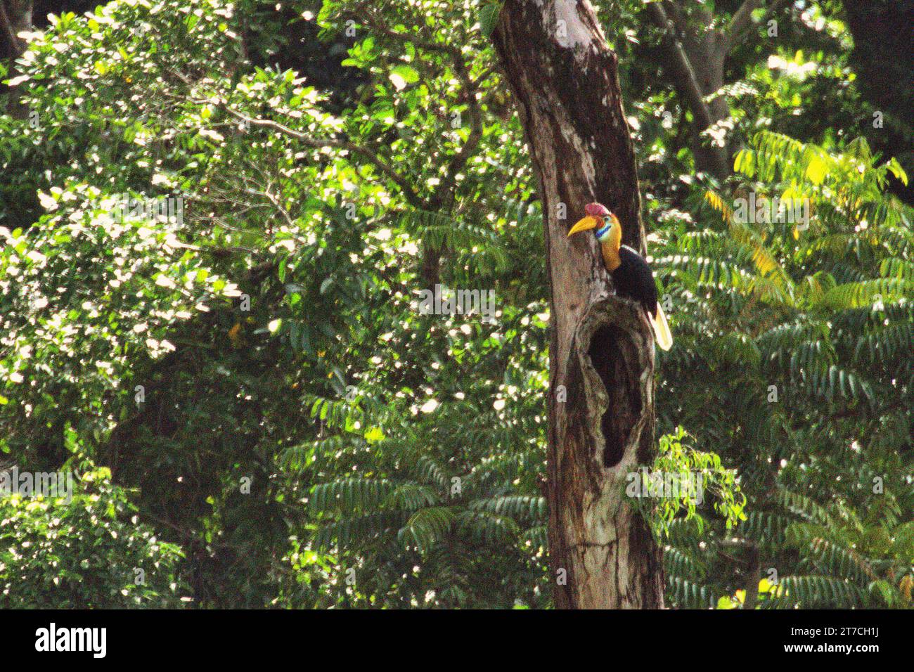 Un bec à bec noué (Rhyticeros cassidix), individu mâle, se perche au-dessus d'un trou sur un arbre mort, dans un fond de forêt dense au pied du mont Tangkoko et Duasudara (Dua Saudara) à Bitung, Sulawesi du Nord, Indonésie. Hornbill, vulnérable à la chasse en raison de la valeur élevée de sa viande, de ses casques et de ses plumes de queue joue un rôle important dans la régénération des forêts et dans le maintien de la densité des grands arbres par sa capacité d'agent de dispersion des graines, tandis qu'en même temps une forêt tropicale saine est importante dans la lutte contre le réchauffement climatique par son rôle d'absorption du carbone. 'les forêts tropicales de haute intégrité sont... Banque D'Images