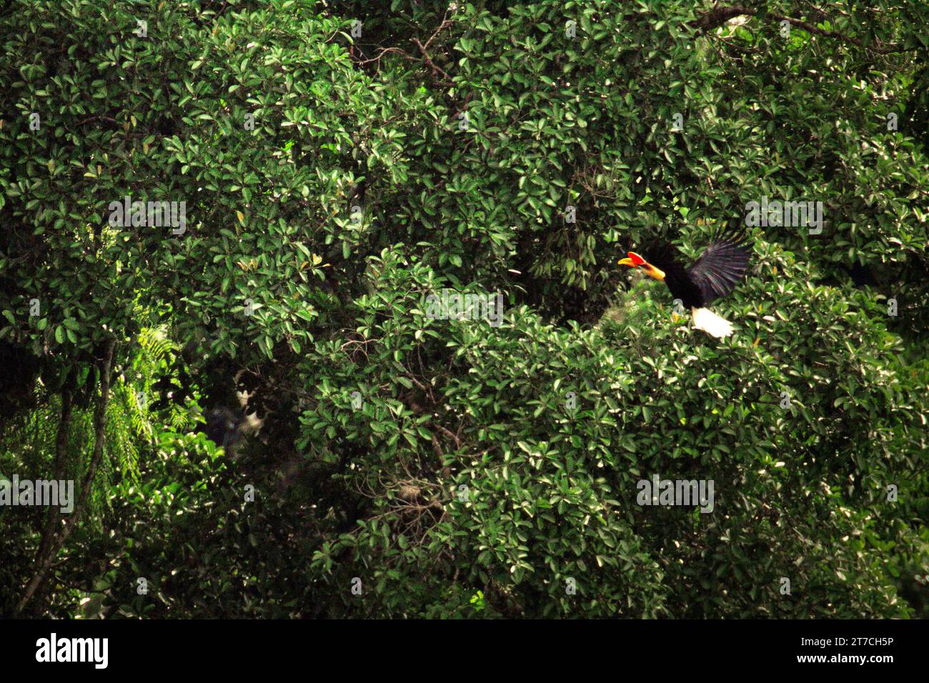 Un bec à bec noué (Rhyticeros cassidix), individu mâle, vole vers un grand arbre, alors qu'il se nourrit dans un paysage dense et végétalisé au pied du mont Tangkoko et Duasudara (Dua Saudara) à Bitung, Sulawesi du Nord, en Indonésie. Hornbill, vulnérable à la chasse en raison de la valeur élevée de sa viande, de ses casques et de ses plumes de queue joue un rôle important dans la régénération des forêts et dans le maintien de la densité des grands arbres par sa capacité d'agent de dispersion des graines, tandis qu'en même temps une forêt tropicale saine est importante dans la lutte contre le réchauffement climatique par son rôle d'absorption du carbone. 'forêts tropicales de haute intégrité. Banque D'Images