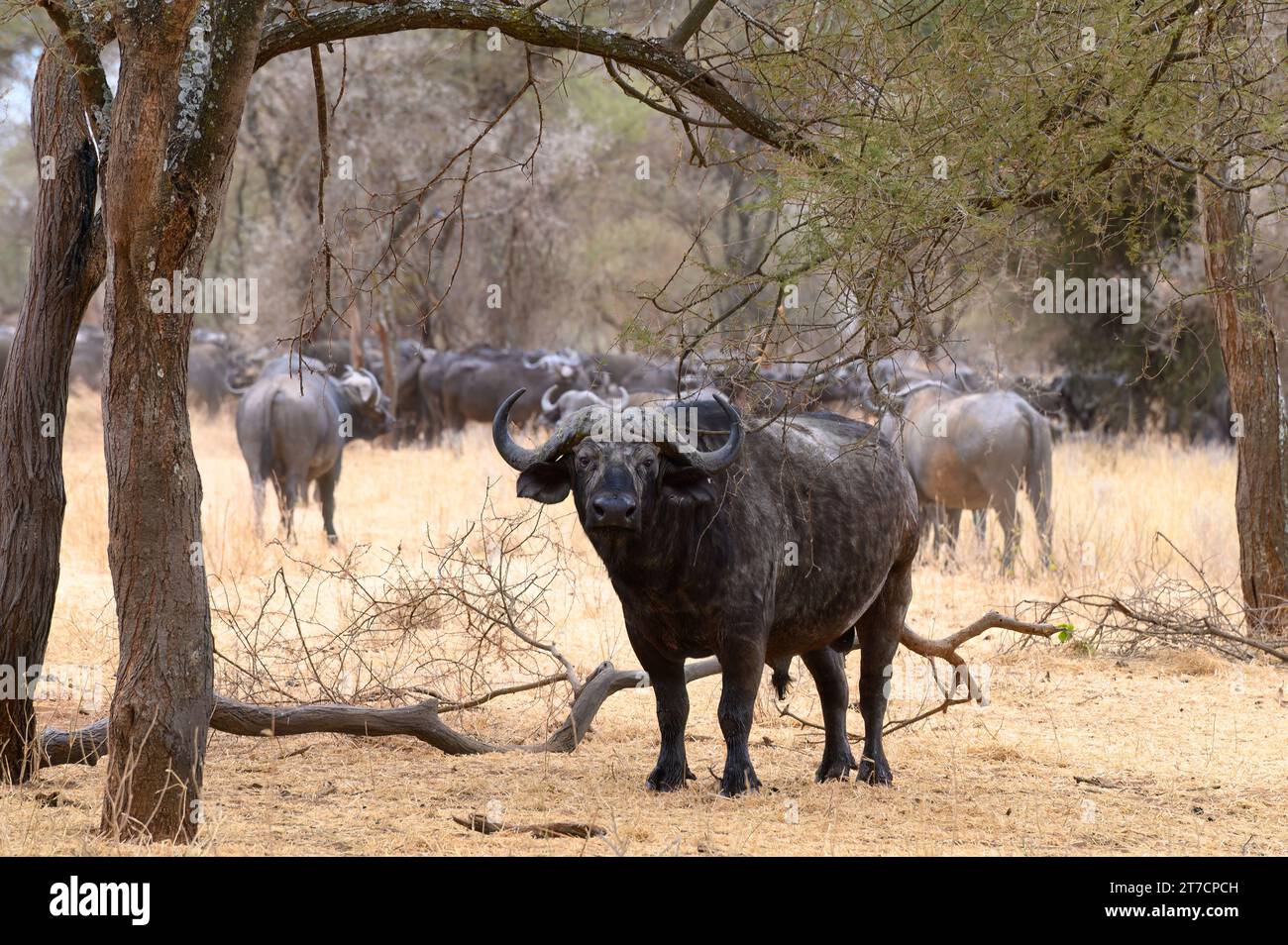 Imposant buffle mâle tenant la garde sur le bord de son troupeau, Tarangire National Park Banque D'Images