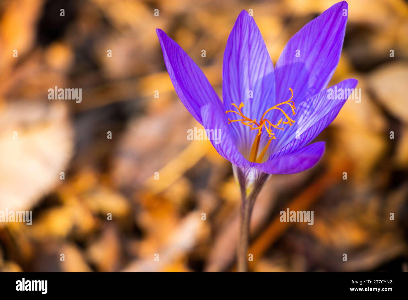 Crocus de Bieberstein, fleur bleue dans la forêt Banque D'Images