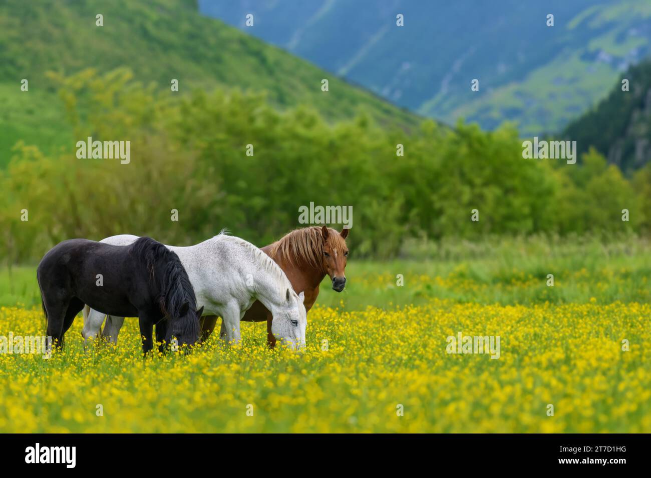 Cheval blanc, noir et brun sur champ de fleurs jaunes. Trois animaux sur prairie sur fond de montagne Banque D'Images