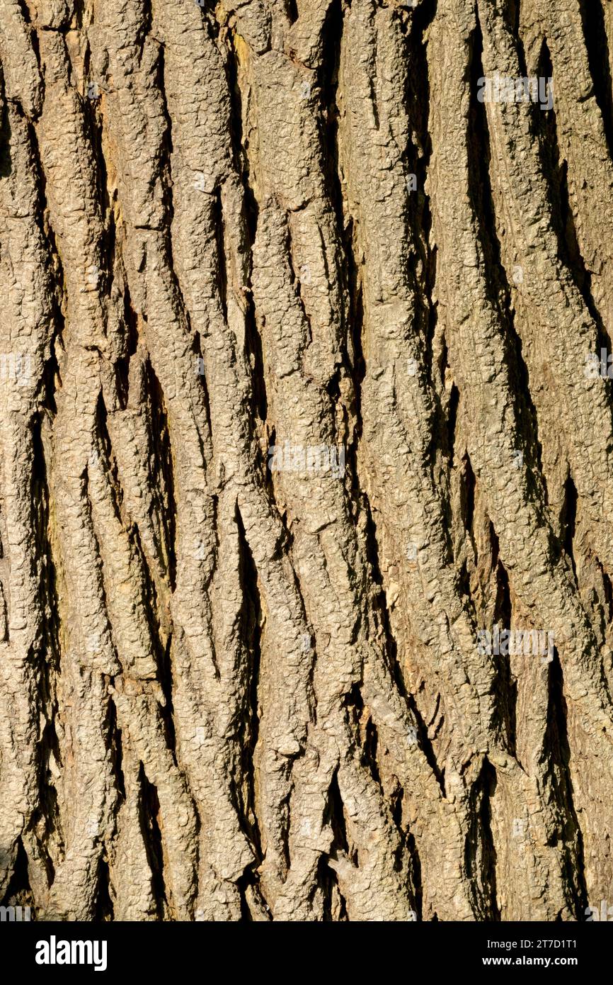 Cèdre blanc, tronc, Thuja, écorce, Thuja occidentalis, texture, arbre, Arborvitae américain Banque D'Images