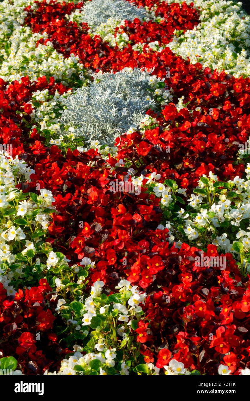 Motif de parterre ornemental de litière de plantes bégonias Banque D'Images