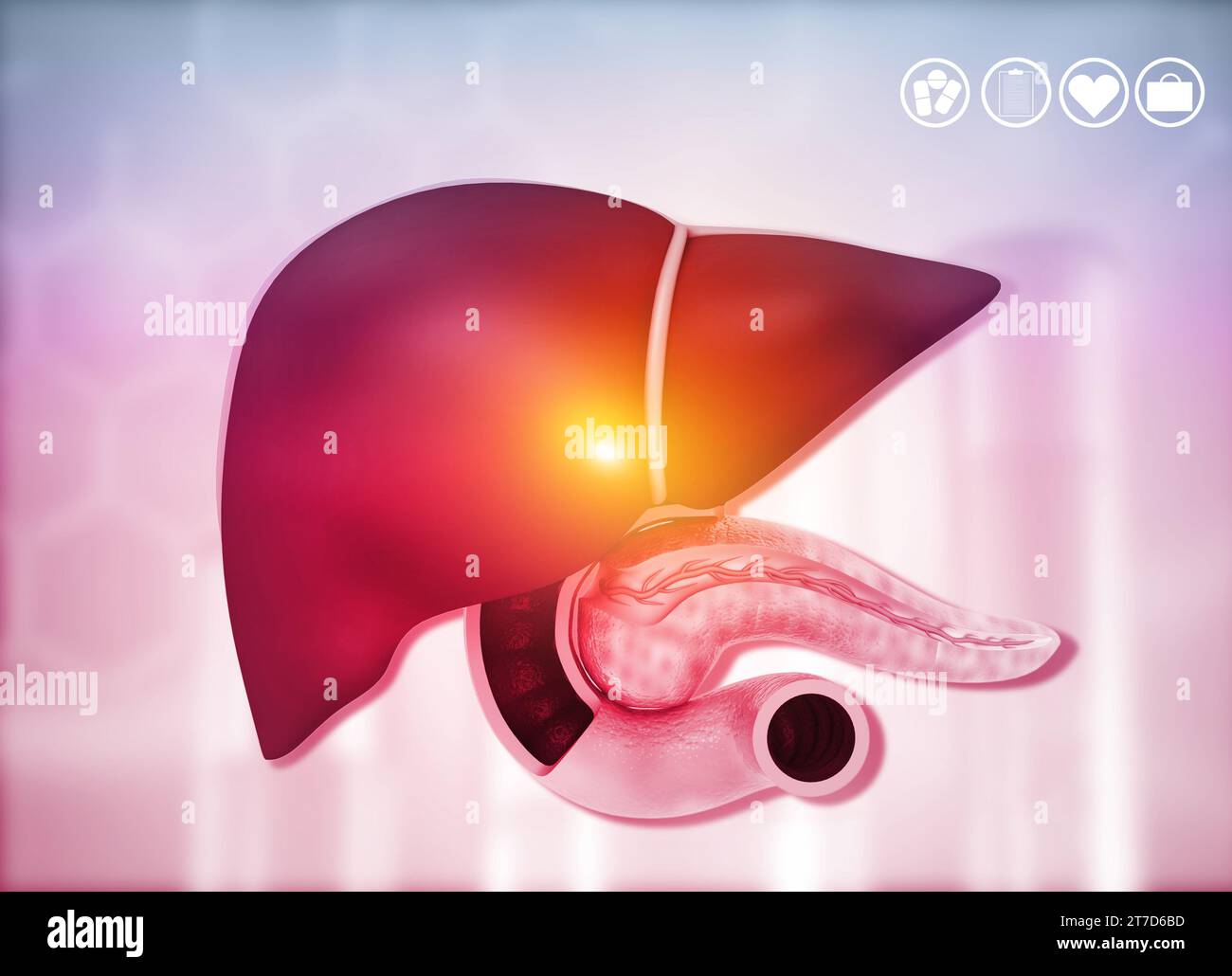 Anatomie du foie humain sur fond médical. illustration 3d Banque D'Images
