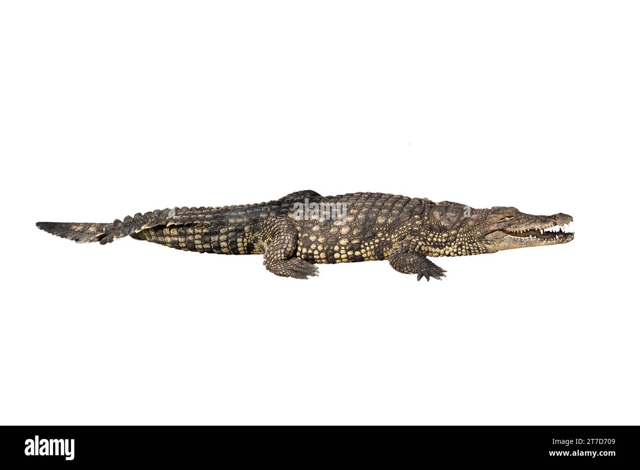 crocodile du nil isolé sur fond blanc Banque D'Images