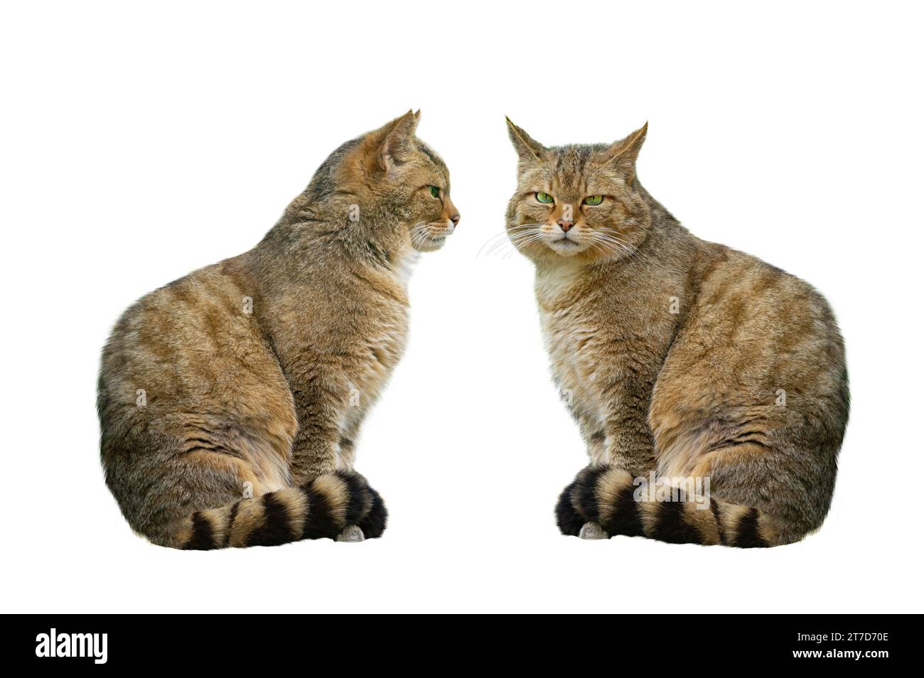 Chat sauvage européen, felis silvestris, isolé sur fond blanc Banque D'Images