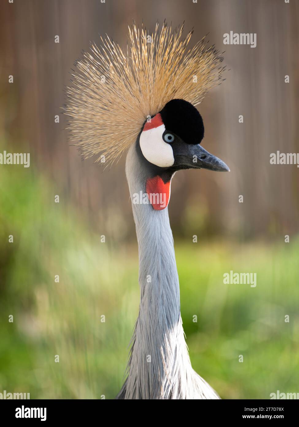 Portrait d'une grue couronnée avec un beau bokeh. Banque D'Images