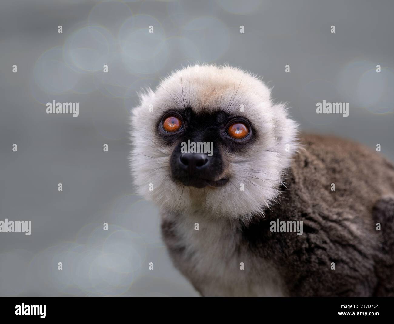 portrait de lémurien à tête blanche (eulemur albifrons) sur un beau fond flou Banque D'Images