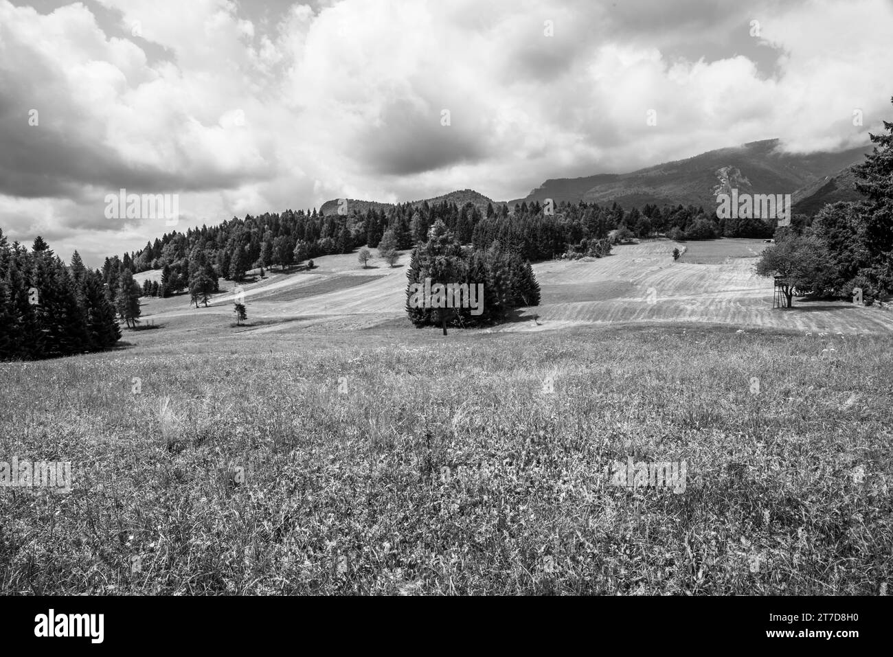 Pâturages verts entre forêts de pins et sommets alpins pâturages d'été à Tonezza del Cimone Vicenza Italie Europe Banque D'Images