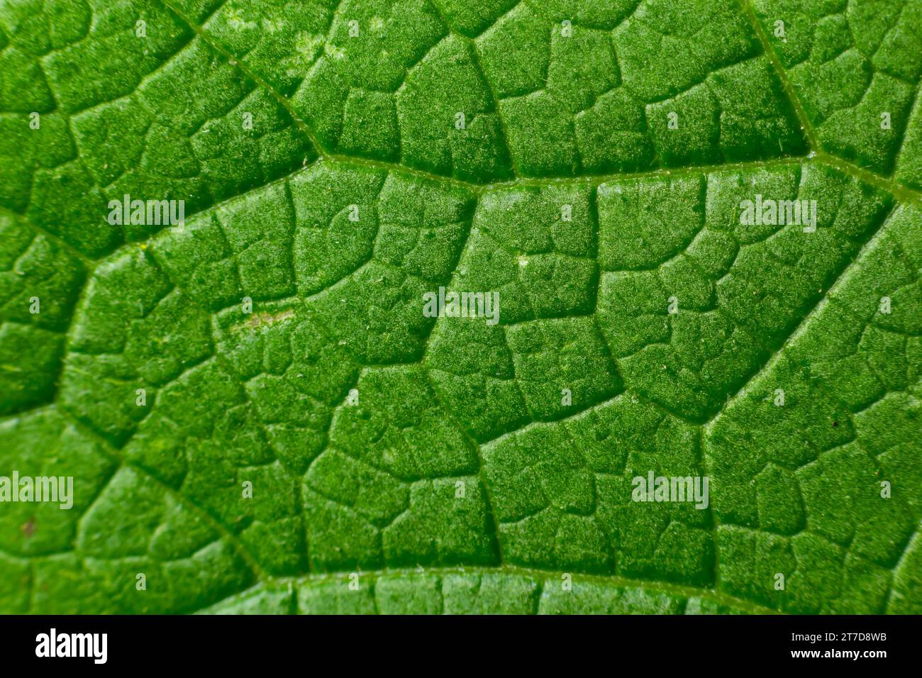 Texture des feuilles de vert abstrait pour l'arrière-plan. Environnement naturel, concept écologique. Banque D'Images