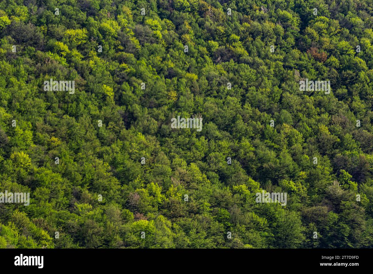 Vue aérienne de dessus arbre forestier, écosystème de la forêt tropicale et environnement sain concept et fond, texture de vert arbre vue de la forêt d'en haut. Banque D'Images