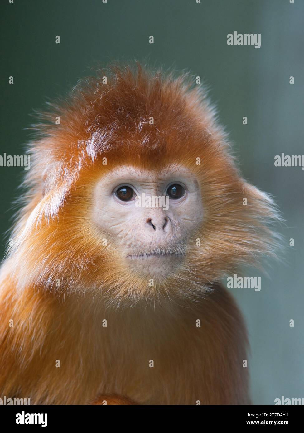 Portrait Javan lutung (Trachypithecus auratus) Banque D'Images