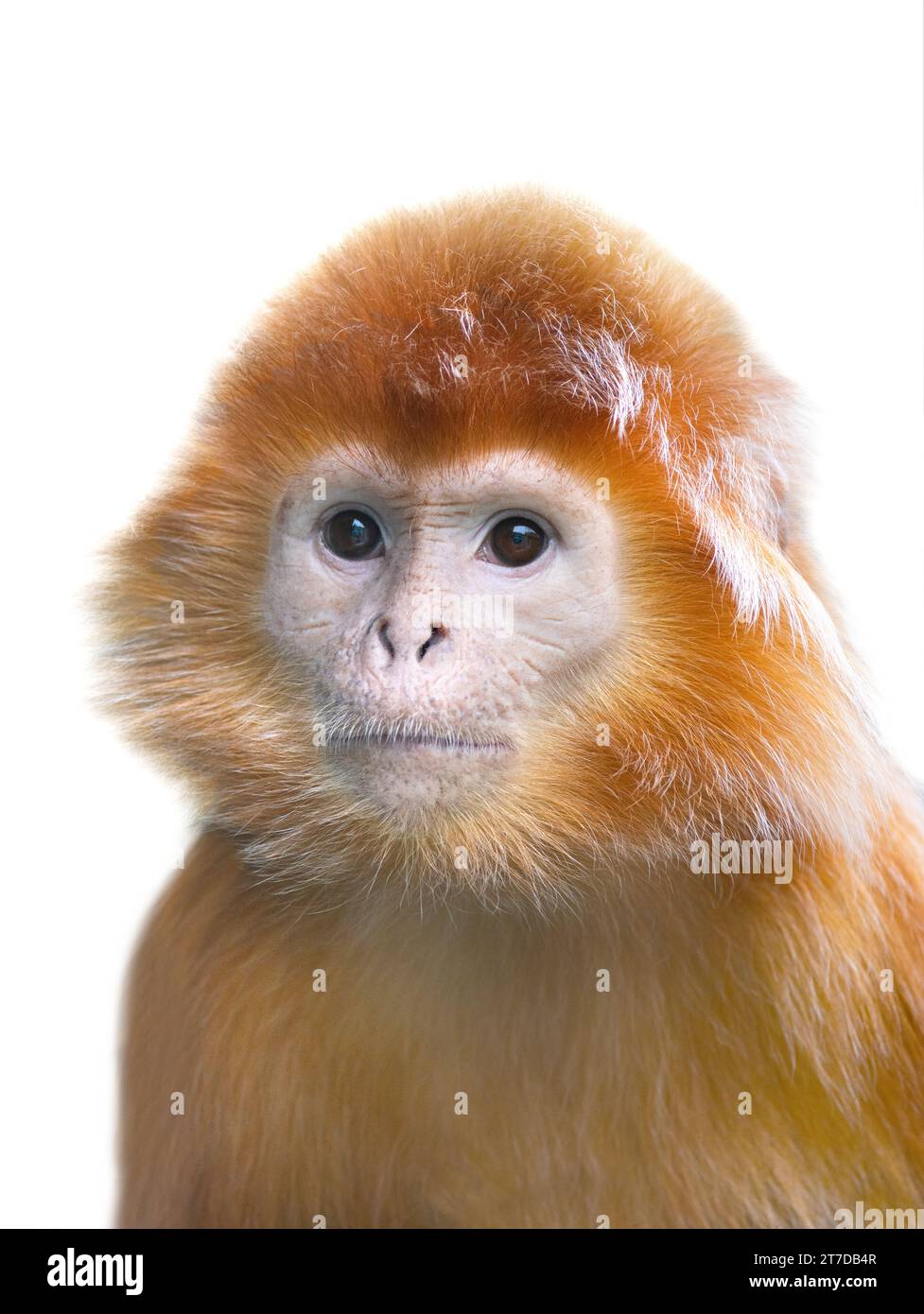 Portrait Javan lutung (Trachypithecus auratus) isolé sur fond blanc Banque D'Images