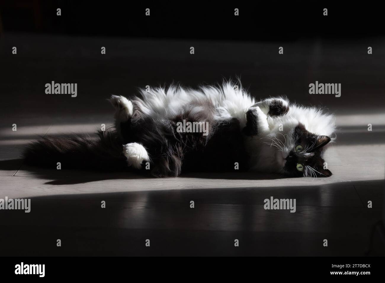 Chat noir et blanc moelleux allongé sur le sol et se prélasser au soleil Banque D'Images