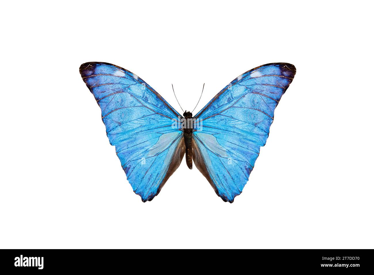 papillon bleu (morpho adonis) isolé sur fond blanc Banque D'Images