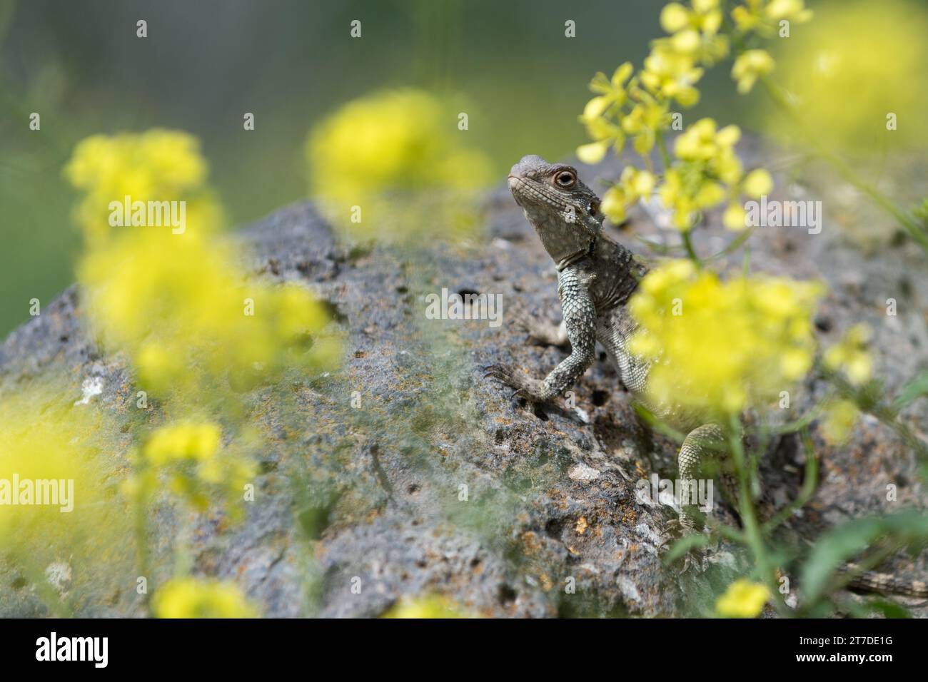 Un lézard reste immobile sur un rocher éclaboussé de soleil entouré de fleurs de moutarde jaune. Banque D'Images
