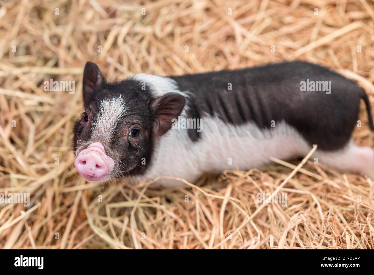 Cochon miniature ou mini cochon petites races de porc domestique pour mignon animal de compagnie charmant Banque D'Images