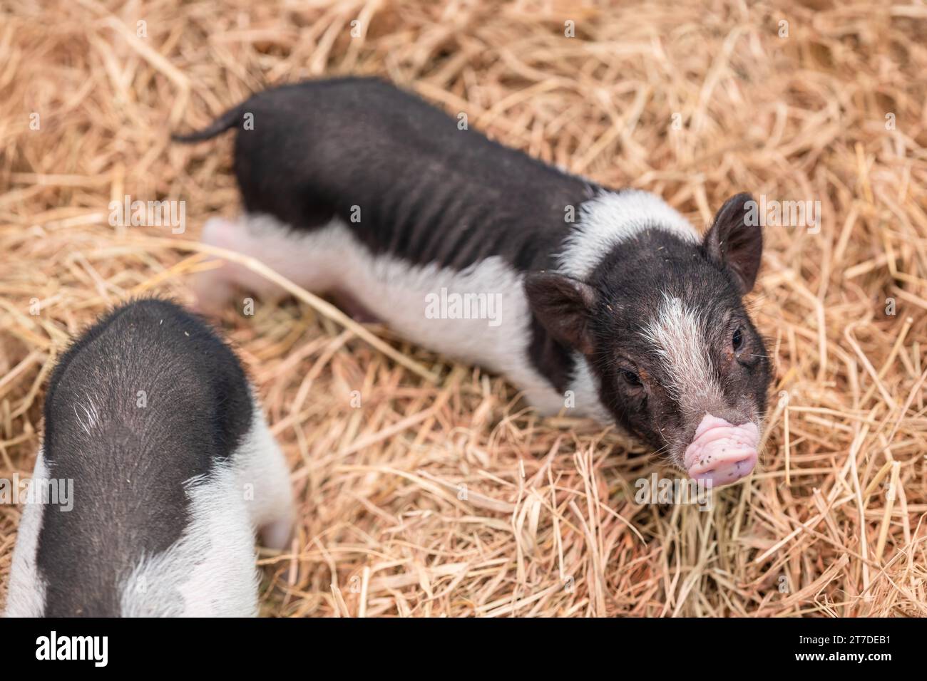 Cochon miniature ou mini cochon petites races de porc domestique pour mignon animal de compagnie charmant Banque D'Images
