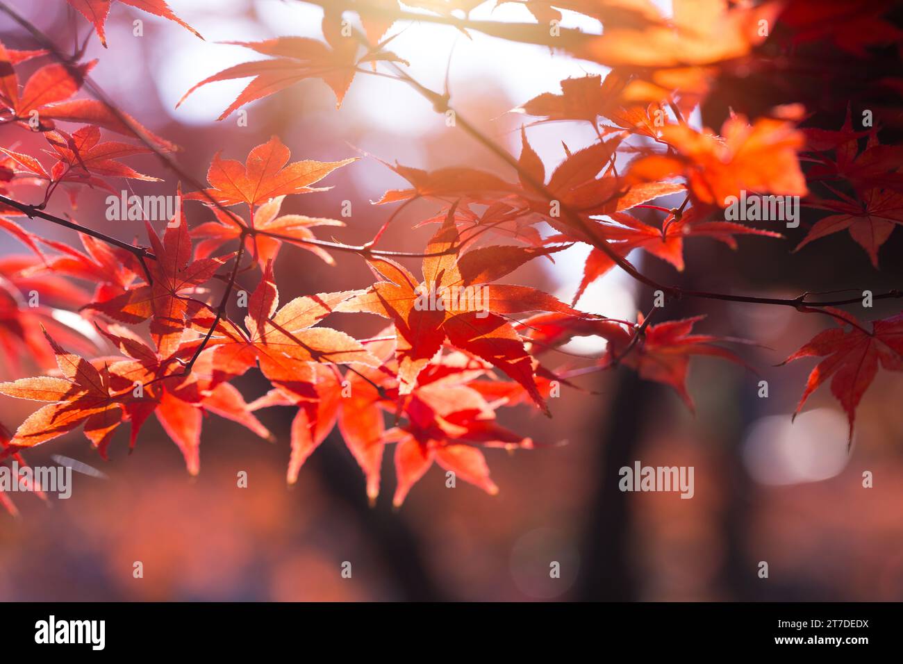 Belle feuille d'érable rouge saison de voyage d'automne destination de référence à Kyoto Japon novembre. Banque D'Images