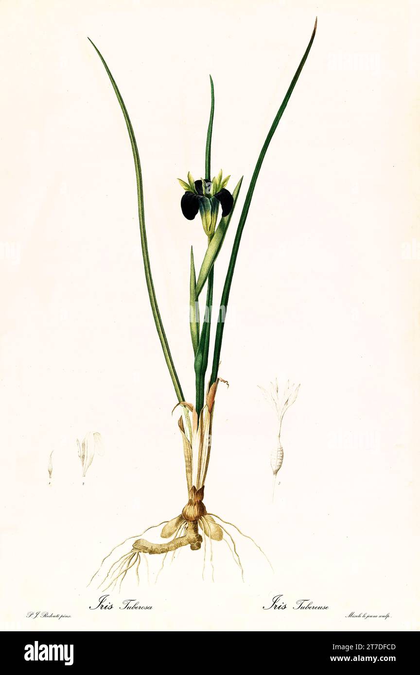Vieille illustration de la tête de serpent (Iris tuberosa). Les liacées, de P. J. redouté. Impr. Didot Jeune, Paris, 1805 - 1816 Banque D'Images