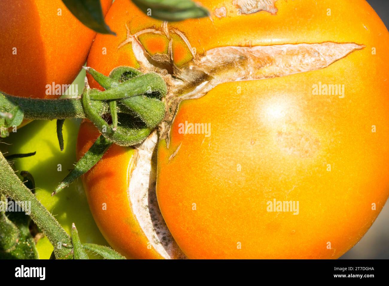 Fruit, crack, tomate, Solanum lycopersicum Banque D'Images