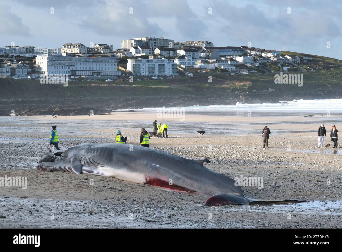 Newquay, Cornwall, Royaume-Uni. 15 novembre 2023. La triste vue d'une baleine fine de 16 mètres de long Balaenoptera physalis s'est échouée sur l'emblématique plage de Fistral à Newquay en Cornouailles au Royaume-Uni. Gordon Scammell/Alamy Live News Banque D'Images