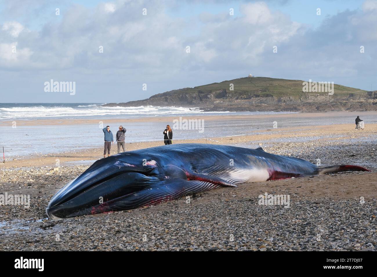 Newquay, Cornwall, Royaume-Uni. 15 novembre 2023. La triste vue d'une baleine fine de 16 mètres de long Balaenoptera physalis s'est échouée sur l'emblématique plage de Fistral à Newquay en Cornouailles au Royaume-Uni. Gordon Scammell/Alamy Live News Banque D'Images Newquay, Cornwall, Royaume-Uni. 15 novembre 2023. La triste vue d'une baleine fine de 16 mètres de long Balaenoptera physalis s'est échouée sur l'emblématique plage de Fistral à Newquay en Cornouailles au Royaume-Uni. Gordon Scammell/Alamy Live News Banque D'Images