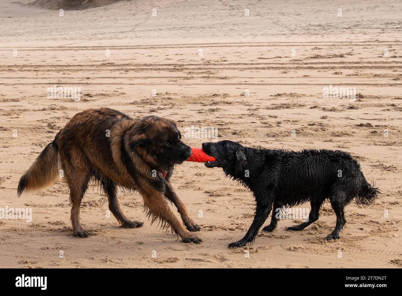 Leonberger sur la plage Banque D'Images