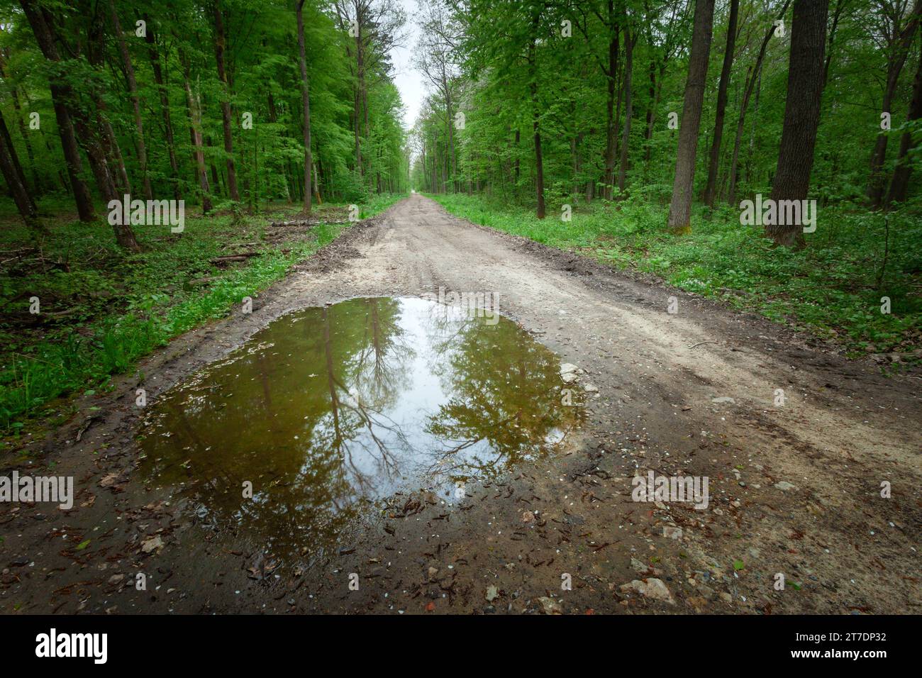 Une grande flaque d'eau sur un chemin de terre dans une forêt verte, jour de printemps Banque D'Images