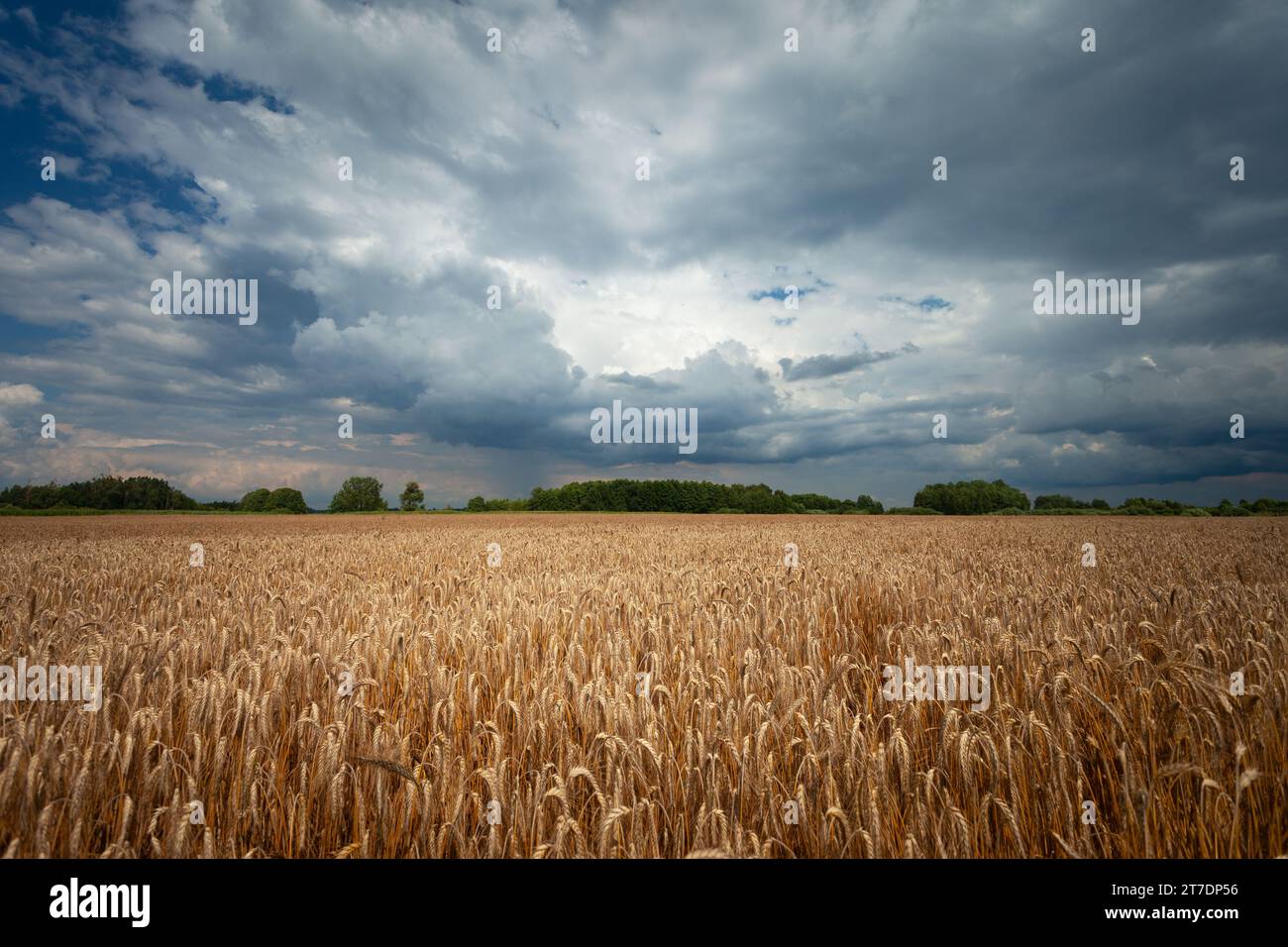 Champ avec grain doré et ciel nuageux Banque D'Images