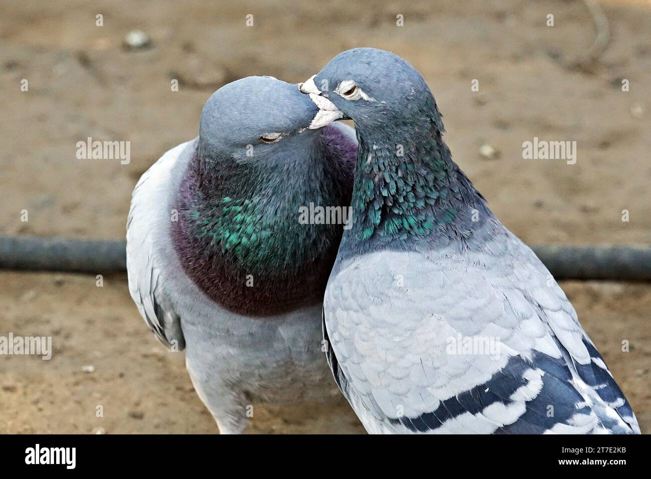 Un pigeon mâle nourrit son partenaire par la bouche avant la séance d'accouplement. Les pigeons mâles doivent nourrir leur partenaire avant de s'accoupler. Cette alimentation bouche-à-bouche rapproche les deux sexes. Diyarbakir Université Dicle Faculté des sciences Département de biologie le professeur Dr. Ahmet Kilic, a déclaré que dans la vie des pigeons et des colombes, l'homme offre d'abord de la nourriture à sa femme de sa gorge et ce comportement provoque les deux espèces à se rapprocher. Kilic,parlait comme suit: "Cette alimentation est plus un lien de rapprochement entre les époux que de nourrir le ventre. Le parent nourrit sa progéniture de la même manière. T Banque D'Images