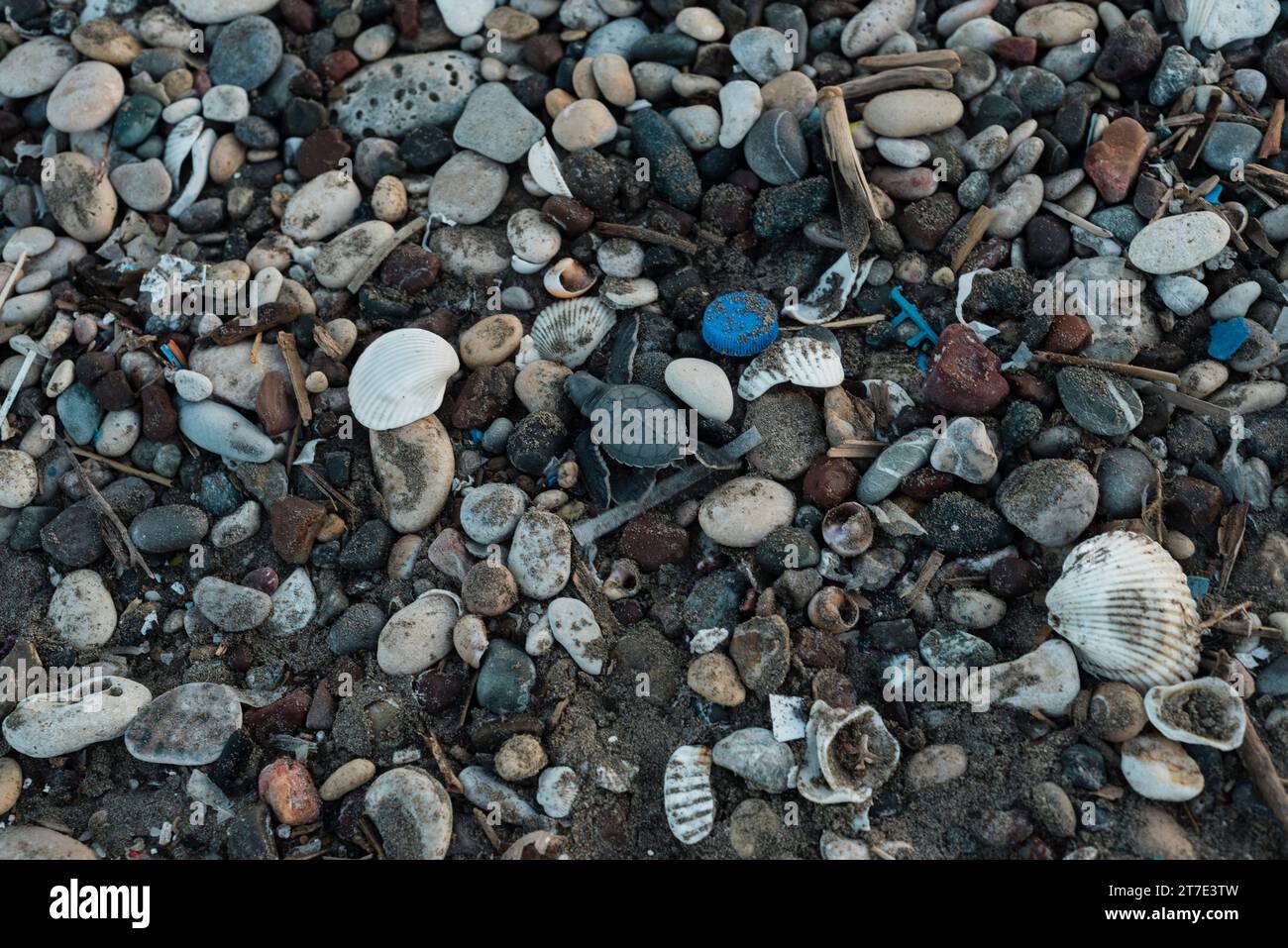 Une tortue de mer couvant au milieu de déchets plastiques sur la plage près de Mersin, Turquie. Banque D'Images