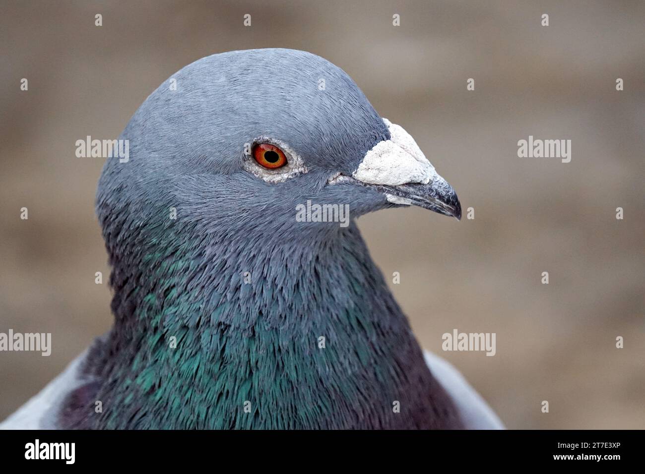 Diyarbakir, Turquie. 13 octobre 2023. Un pigeon de roche mâle adulte est vu. Les pigeons mâles doivent nourrir leur partenaire avant de s'accoupler. Cette alimentation bouche-à-bouche rapproche les deux sexes. Diyarbakir Université Dicle Faculté des sciences Département de biologie le professeur Dr. Ahmet Kilic, a déclaré que dans la vie des pigeons et des colombes, l'homme offre d'abord de la nourriture à sa femme de sa gorge et ce comportement provoque les deux espèces à se rapprocher. Kilic, disait : ''cette alimentation est plus un lien de rapprochement entre les époux que de nourrir le ventre. Le parent nourrit sa progéniture dans un wa similaire Banque D'Images