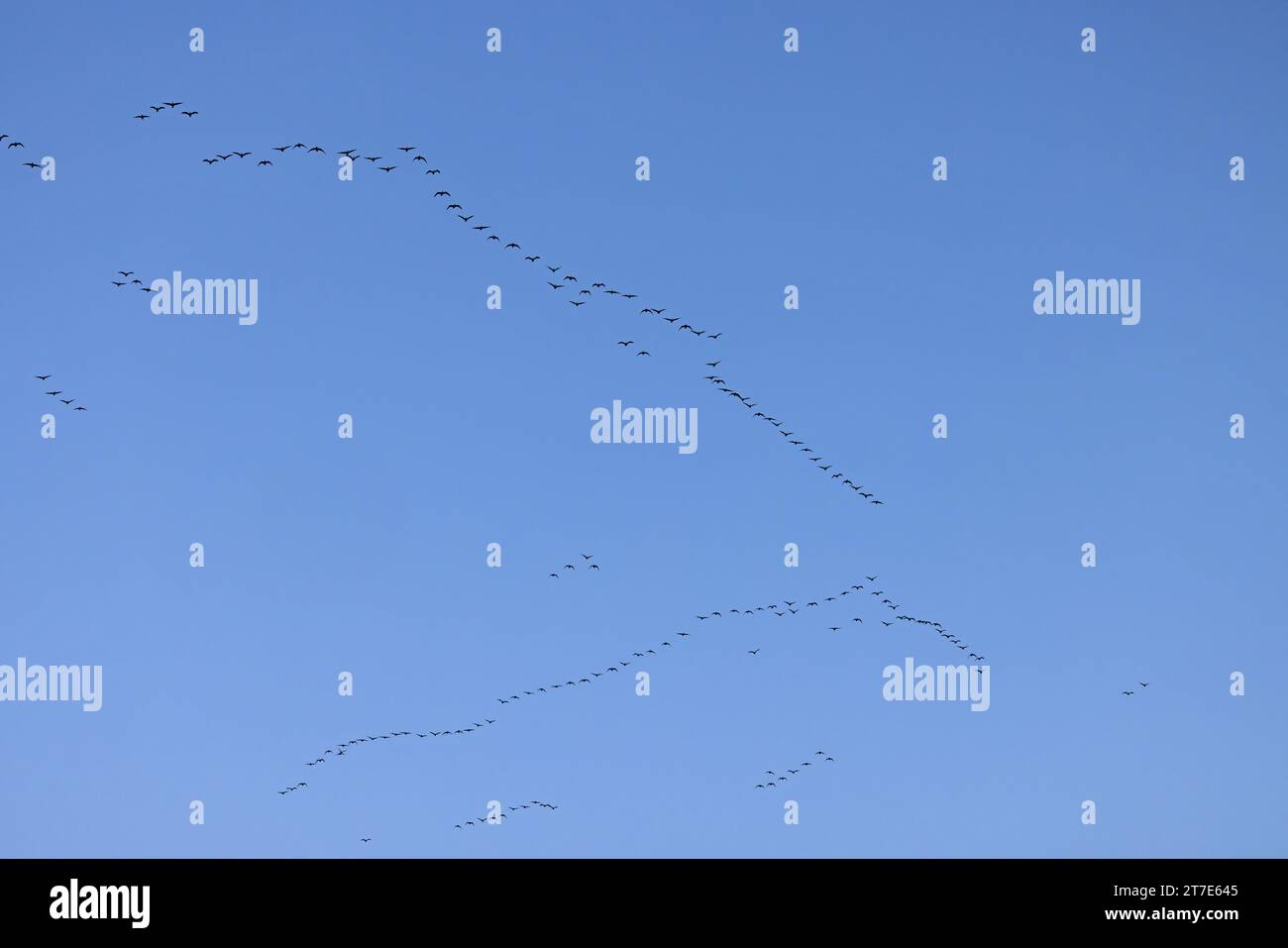 Troupeau d'oie à pieds roses (Anser barchyrhynchus) volant dans le Norfolk le 2023 novembre Banque D'Images