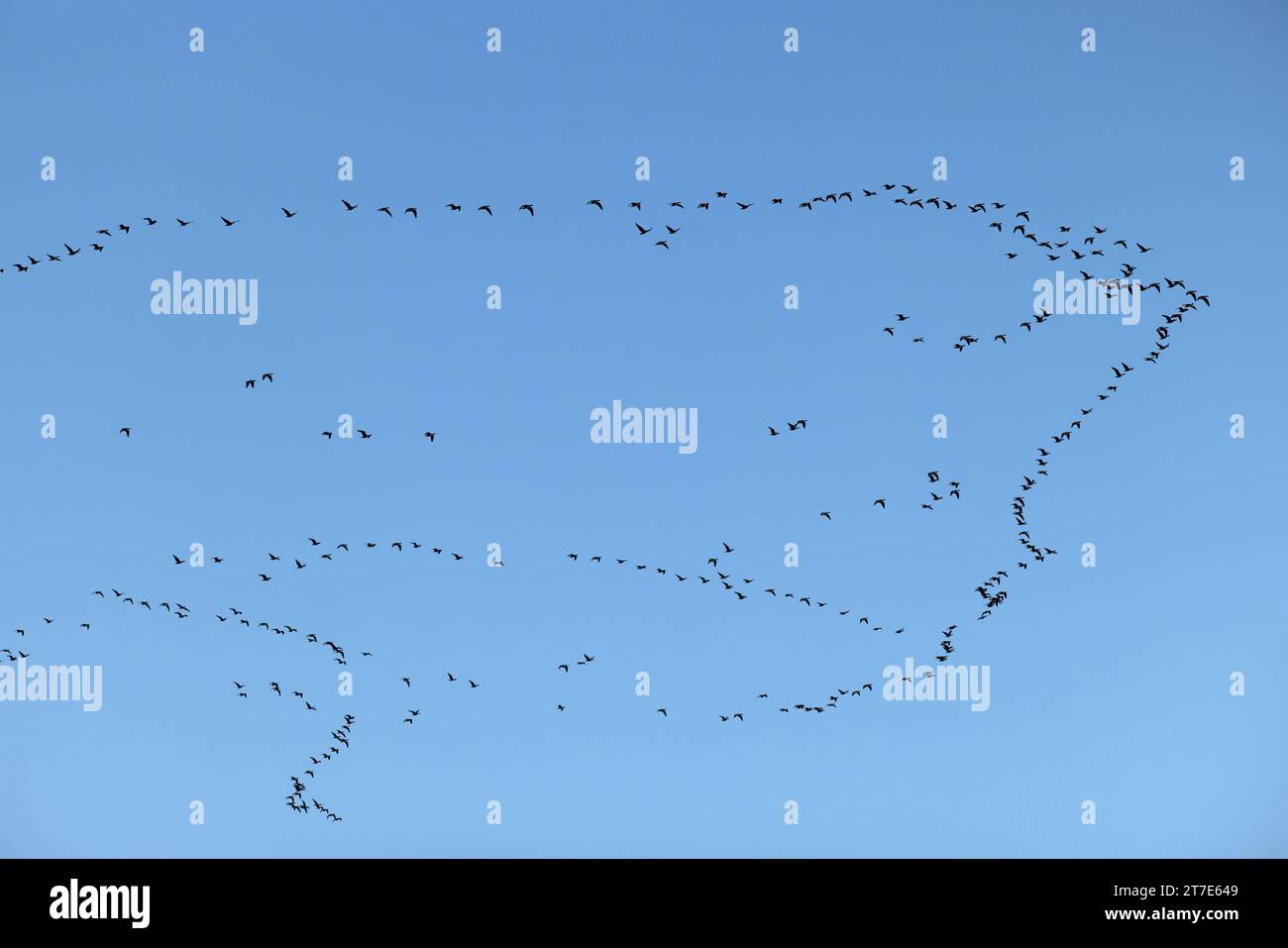 Troupeau d'oie à pieds roses (Anser barchyrhynchus) volant dans le Norfolk le 2023 novembre Banque D'Images