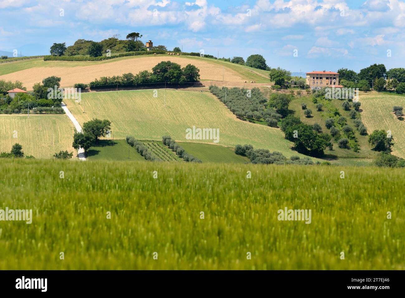 Paysage printanier. Montecassiano. Marche. Italie Banque D'Images