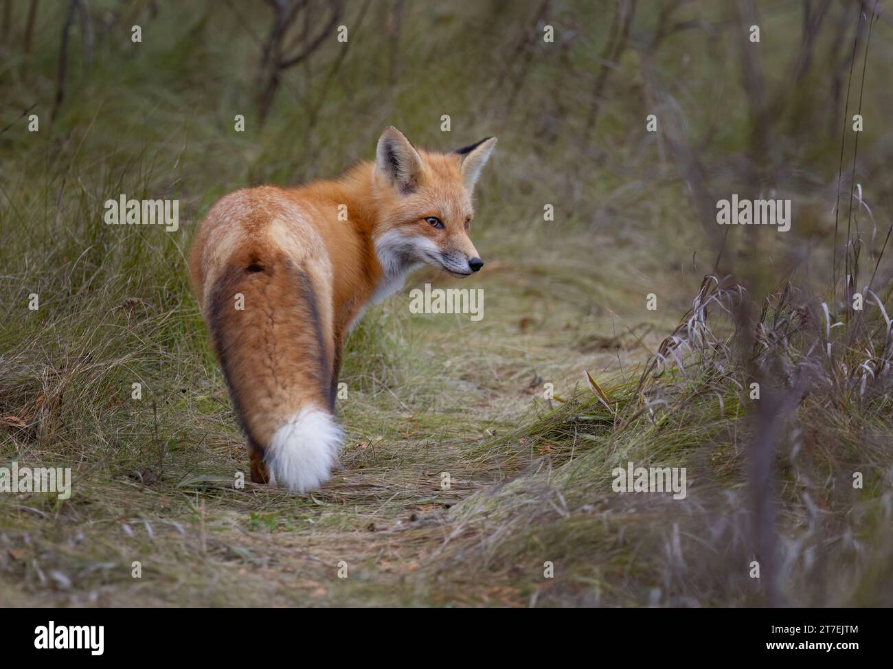 Un jeune renard roux marchant dans la prairie herbeuse en automne. Banque D'Images