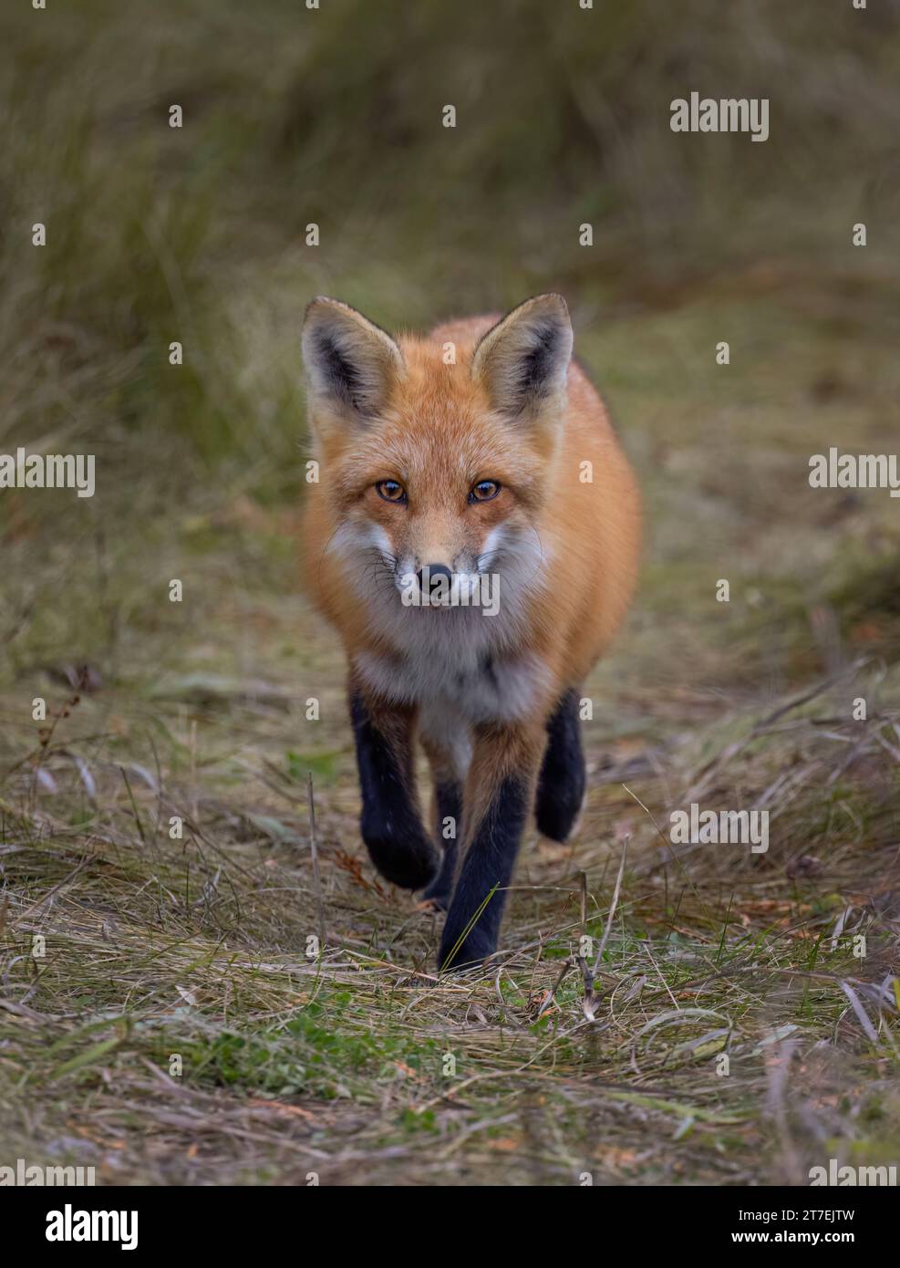 Un jeune renard roux marchant dans la prairie herbeuse en automne. Banque D'Images