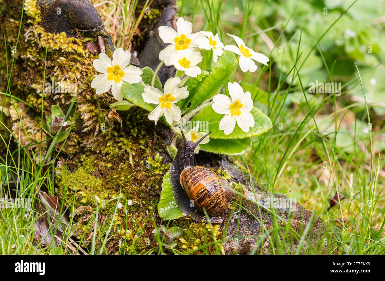 Garden Snail Cornu aspersum, sur des primevres poussant à partir de bottes couvertes de mousse au bord de l'étang de jardin, mai Banque D'Images