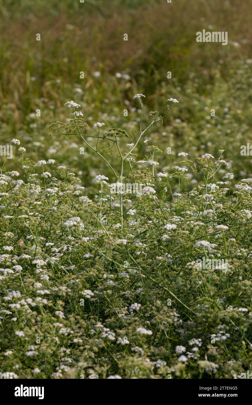 großer Wasserfenchel, Grosser Wasserfenchel, Wasserfenchel, Wasser-Rebendolde, Wasserpferdesaat, Wasser-Pferdesaat, Oenanthe aquatica, wat à feuilles fines Banque D'Images